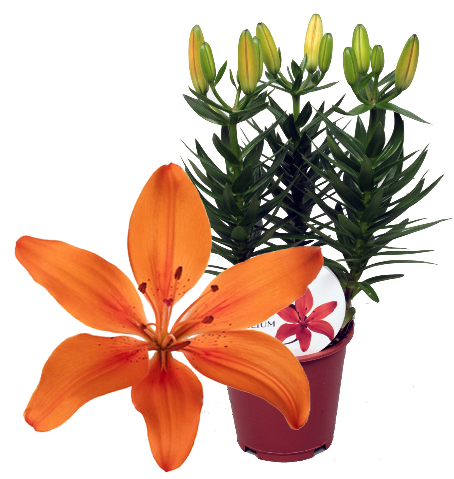 Lilium♡ Lilium 1 stock illustration. Illustration of academic - 45452845